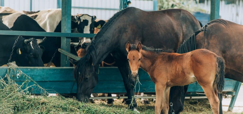 Vaches et chevaux qui mangent du foin