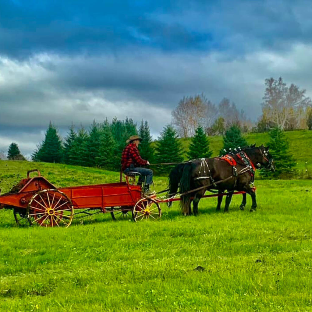 Épandeur traction cheval