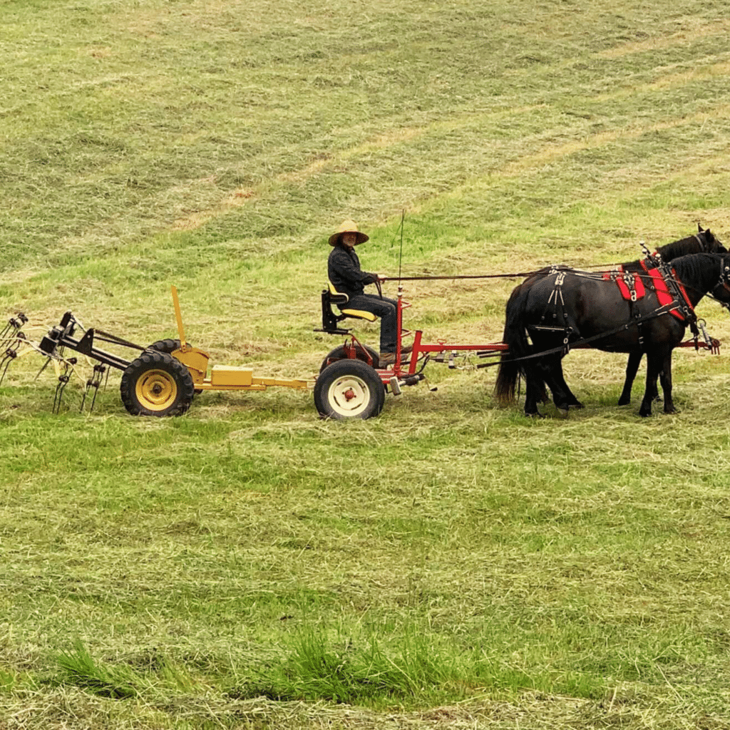 Faneur traction cheval