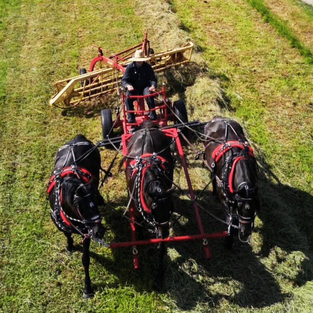 Râteau traction cheval