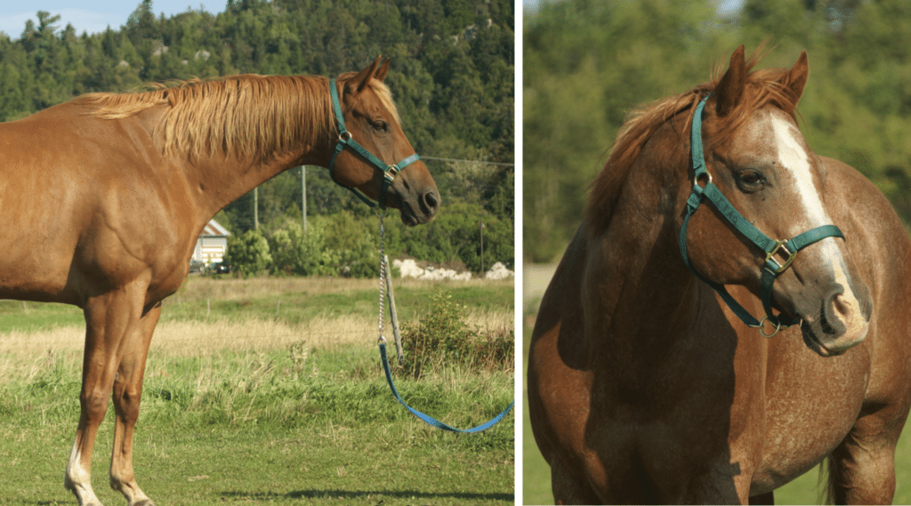 Vente 2 chevaux ITAQ