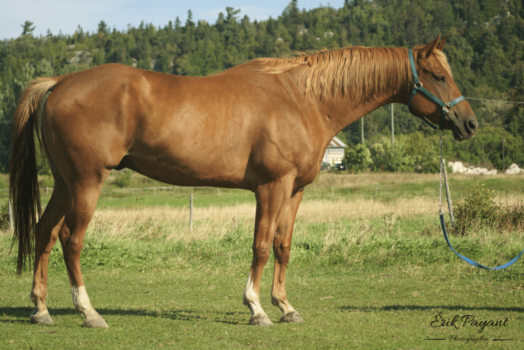 Cheval Moonlight ITAQ