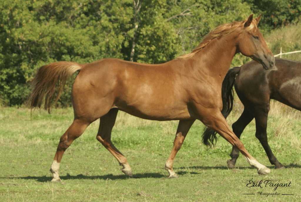 Moonlight cheval ITAQ