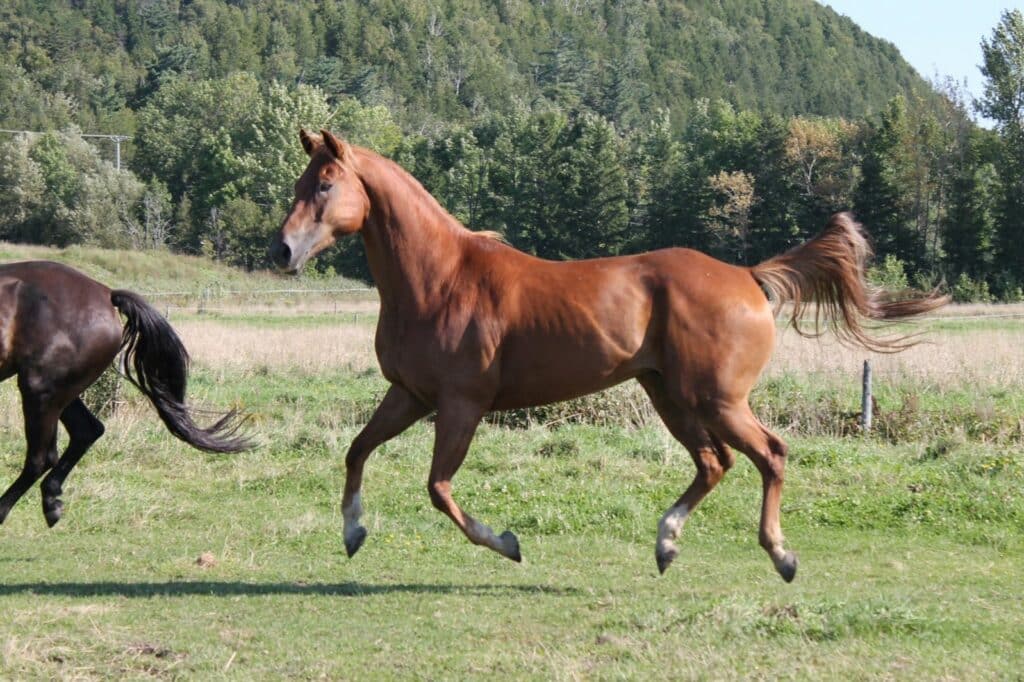 Moonlight cheval ITAQ