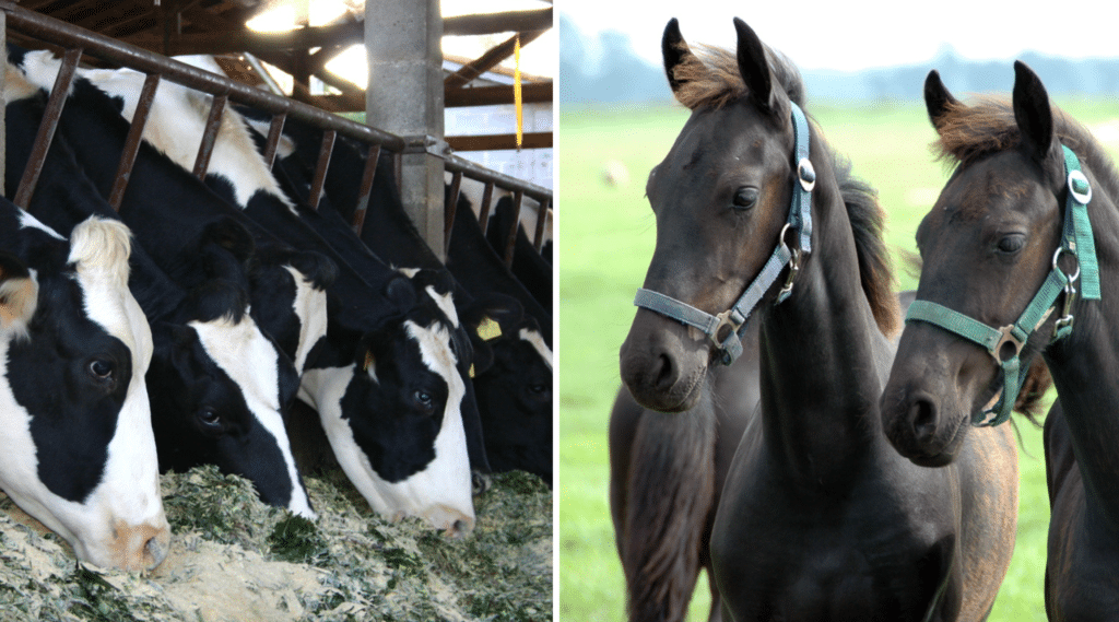 Vache cheval FC animaux