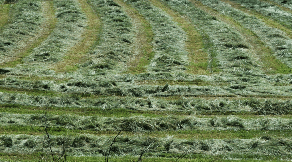 production et la conservation des ensilages