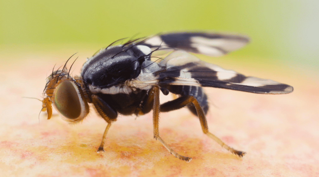 Mouche de la pomme ITAQ