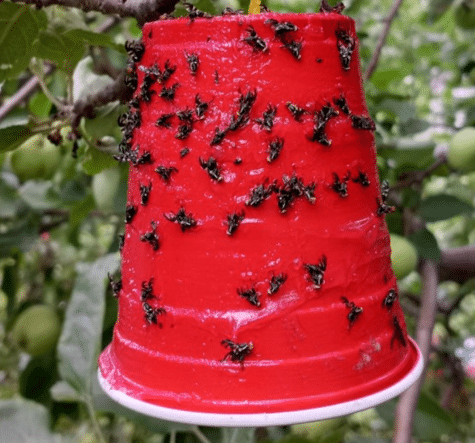 Piège mouche de la pomme gobelet rouge