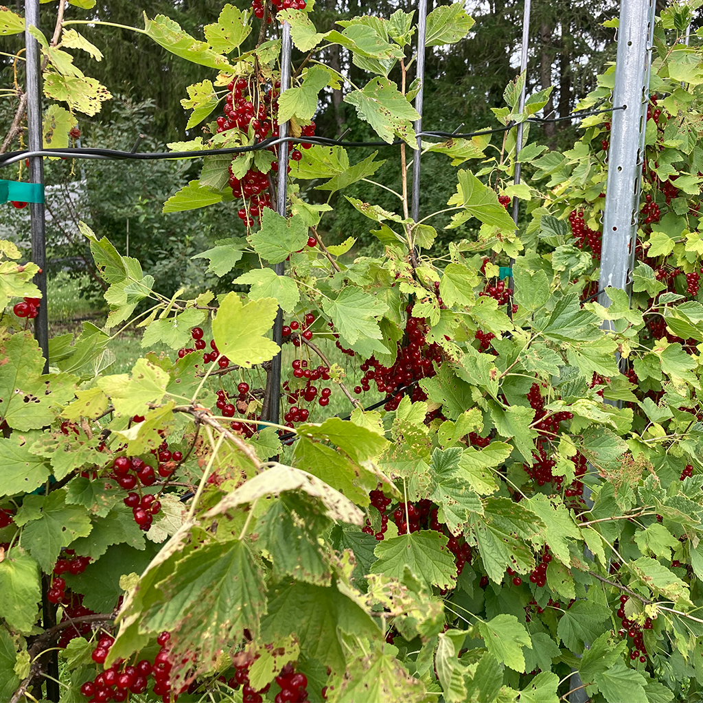 petits-fruits - ITAQ